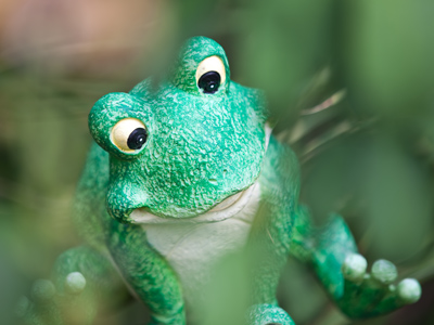 Frog legs for dinner!