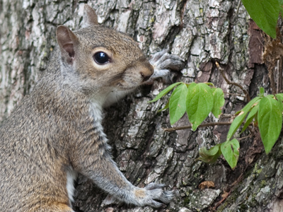 Have you ever noticed that squirrels are tree-colored?