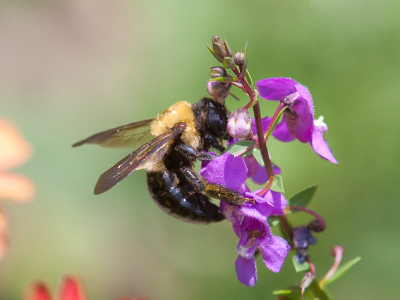 While waiting for the aforementioned butterfly to pose properly for me, this bee bumbled by.
