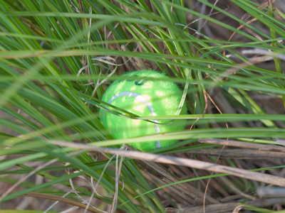 I must admit, I didn`t take five pictures today.  I took more like five hundred:  and all of them were of tennis.