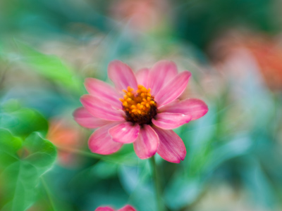 An evening stroll through the neighborhood.