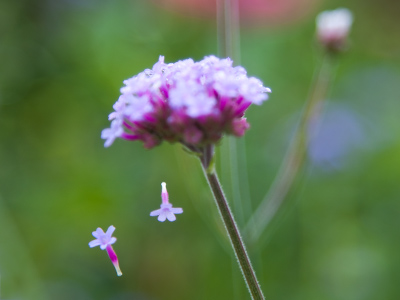Hanging around the Wegerzyn Garden.