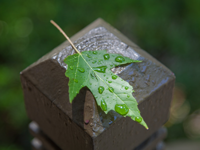The hail shredded leaves off of the trees.