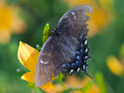 Exhausted, and content to let me get as close as I wanted.