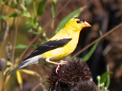 Around certain kinds of plants, you can just expect to see certain kinds of birds.