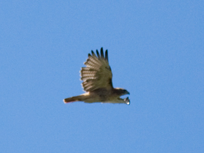 Another reason why Mr. Woodchuck is in danger.