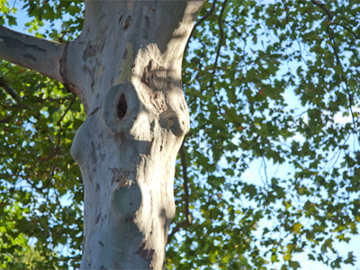 No camera can capture what human eyes can see.