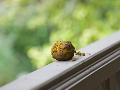 A squirrel left a gift for me on the front porch.