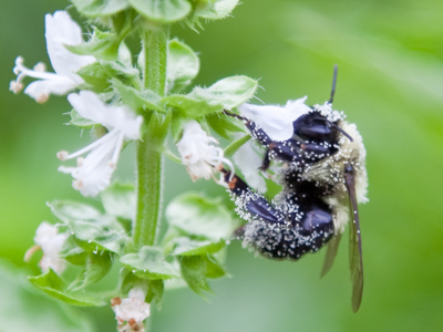 Despite the suddenly frigid temperature outside today, this little guy and I both continued about our business.