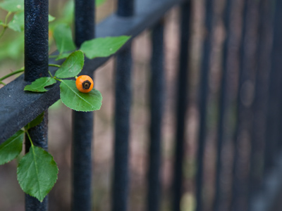 Single red berry seeks friendship or long term relationship.