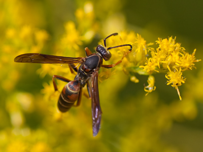 It`s not white, nor Anglo-Saxon, nor Protestant.