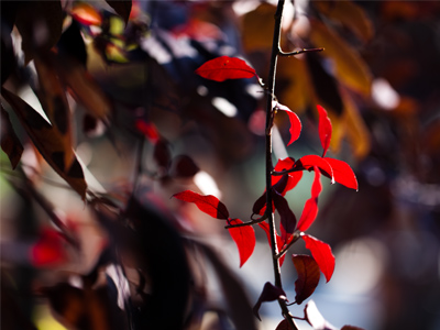 For me, much of the appeal of photography pertains to the experience rather than the photos.  Standing among these wind-blown branches is more memorable than this picture.