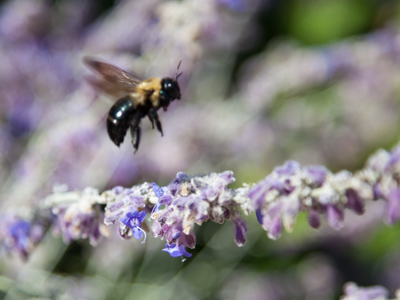 Summer is fleeting, bumblebee, and so is life, so is life.