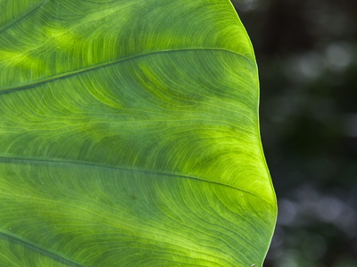 The ear of a rare green elephant.