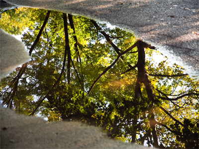 Today is the autumnal equinox, and fall is in the air (and on the ground).
