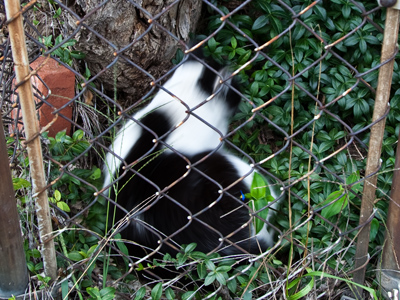 Somewhat like Pep� Le Pew, I couldn`t tell if it was a skunk or a cat.
