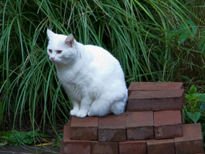 If it sits there too long, that cat may become a vicitm of first-degree mortar.