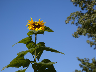 I hate it when flowers are taller than me.