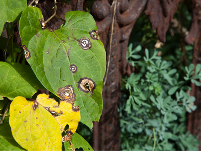 Rusty leaves?