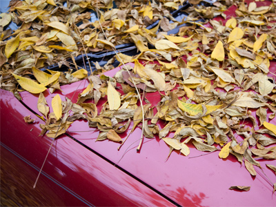I had to use my car today, and left a cascade of leaves behind me as I drove down the street.