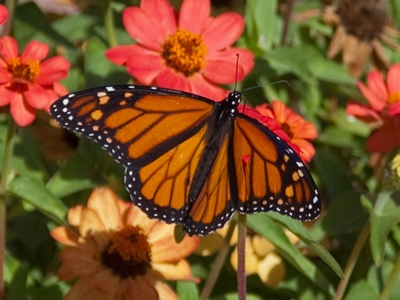 It`s mid-October, so last call for monarchs.  Can this one make it all the way to Mexico with a badly torn right wing?