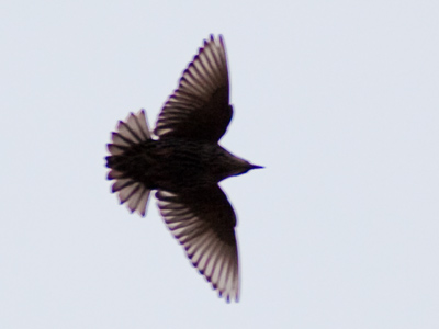 Remember the hood design on the Firebird Trans-Am?