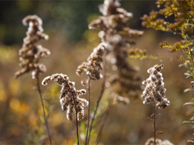 This morning the entire prairie crackled, dripped and steamed as the sun burned away the frost.