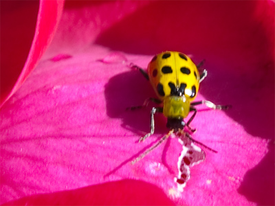 Traveler in a rose-scented landscape.
