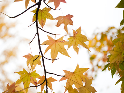 I take pictures of autumn out of a sense of obligation.