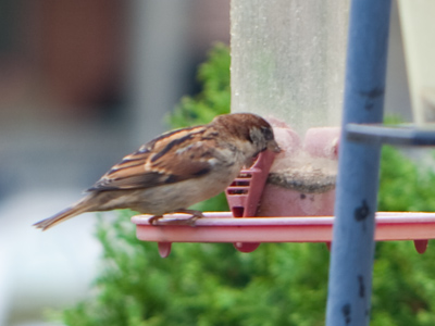 People fill their bird feeders when the weather is nice, which is not when the birds need it.