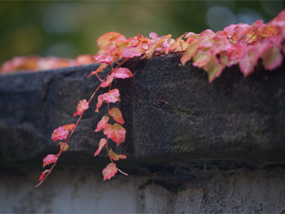 I accidentally took some good pictures today.