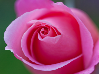 The recollecting of Bloom keeps making November difficult.  EMILY DICKINSON