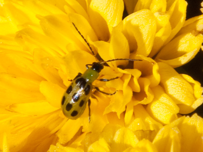 Belated wanderer of the ways of spring, Lost in the chill of grim November rain, Would I could read the message that you bring And find in it the antidote for pain. PAUL LAURENCE DUNBAR