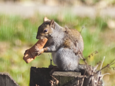 Another photo portraying a squirrel with special dietary requirements (see June 19, 2007 and June 16, 2009).