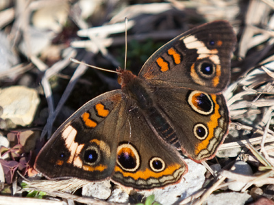 Though it`s called the Common Buckeye, this butterfly is found in most states in the U. S. and northern Mexico.