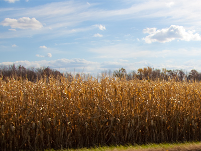 The city dweller drives past wondering, `November corn?`