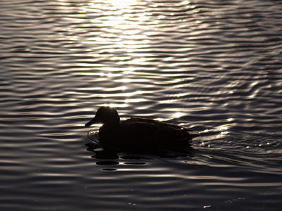 Slipping silently across a silvery sea.