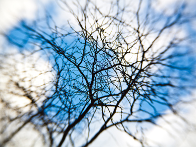 The roots look very similiar, just pointed downward.