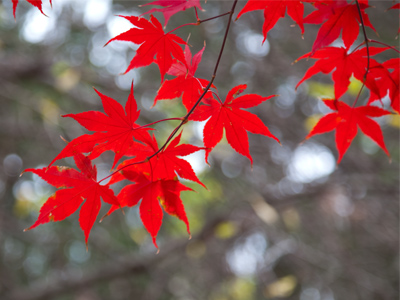 I know HOW the leaves change color, but I wonder about the WHY.  Color in nature usually serves a purpose.