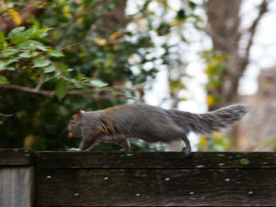 In my neighborhood, our garbage cans are frequently raided by two-legged and four-legged scavengers.
