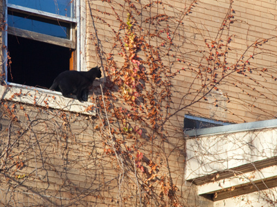 The cat really wanted to jump.  I really wanted it to jump.  But the cat turned out to be a chicken and it didn`t jump.