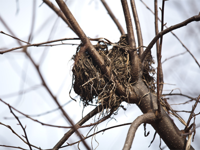 Poor withered rose, thou liest dead;   Too soon thy beauty`s bloom hath fled.  PAUL LAURENCE DUNBAR