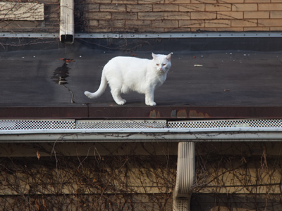 Another of the neighbors` krazy kats (see November 18, 2011).