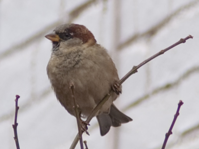 It`s not too late to migrate south for the winter.