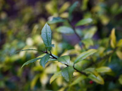 The forecast was right: we got `less than an inch of snow.`