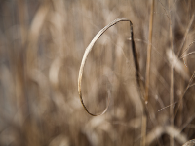 Amber waves.  I wave back.