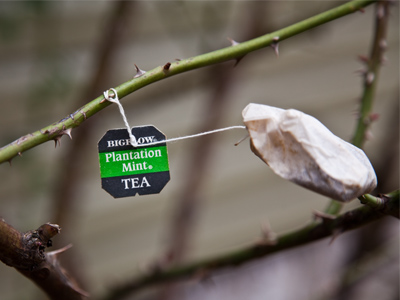 Update:  I`ve now taken photos for 2800 days in a row.  First time I`ve come across a tea bag in a rose bush.