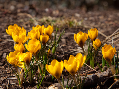 The Greek term `crocus` means `saffron yellow.`