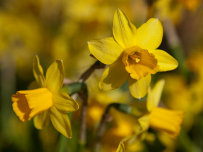 The first to bloom are the first to die.