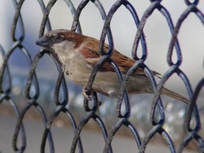 Two hawks have returned to town, making the other birds nervous (but really it`s the squirrels who should worry).